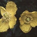 Papaver cambricum फूल