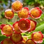 Enkianthus campanulatus 花