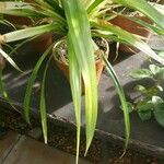 Pandanus utilis 葉