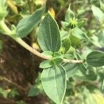 Iva annua Fuelha