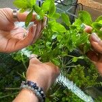 Hygrophila polysperma Folla