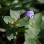 Torenia crustacea Flor