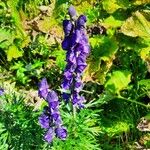 Aconitum napellusFloro