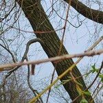 Salix triandra Bark