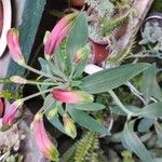 Alstroemeria psittacina Flower