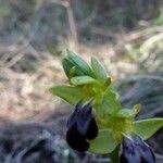 Ophrys lupercalis Mosusu