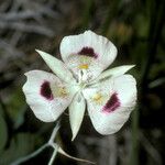 Calochortus eurycarpus फूल