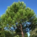 Pinus pinea Fuelha