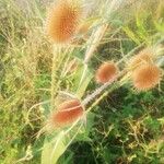 Dipsacus fullonumLeht