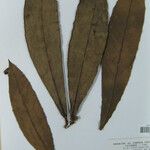 Aniba taubertiana Лист