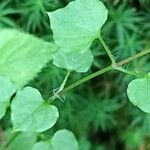 Stellaria nemorum Leaf