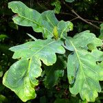 Quercus × rosacea Hoja