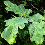 Quercus × rosacea Folha