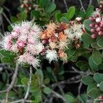 Syzygium ngoyense Habit