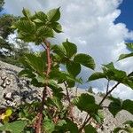 Rubus bertramii Blad