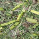 Cytisus spinosus Vili