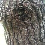 Pinus echinata Corteza