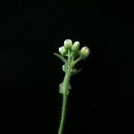 Eschenbachia japonica