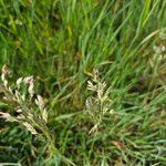 Poa pratensis Bleunienn