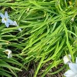 Ipheion uniflorum Folla