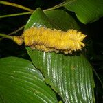 Calathea lasiostachya Fruit