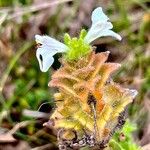 Bellardia trixagoBlomma