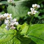 Fagopyrum esculentum Flower