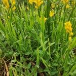 Genista sagittalis Hábito