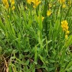 Genista sagittalis Natur