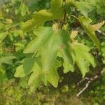 Acer monspessulanumഇല