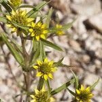 Sanvitalia abertii Flower