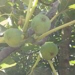 Ficus carica Vrucht