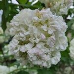 Hydrangea paniculataЦвят