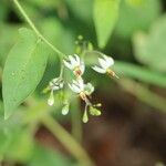 Solanum lyratum Цветок