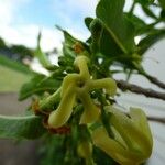 Tabernaemontana persicariifolia Flower