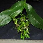 Epidendrum incomptum Otro