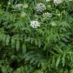 Sium latifolium Flower