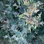 Atriplex tatarica Fulla