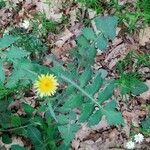 Sonchus oleraceusFloro