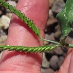 Urochloa panicoides Floare