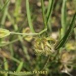 Koelpinia linearis Fruit