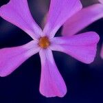 Phlox longifoliaFlor