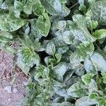 Beta vulgaris عادت داشتن