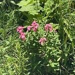 Dianthus barbatusFiore