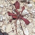 Limonium echioides Bark