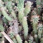 Tephrocactus verschaffeltii Blatt