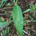 Commelina erecta 葉