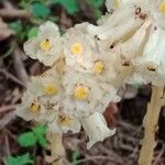 Monotropa hypopitys फूल