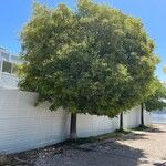 Celtis africana Hábitos