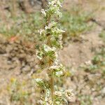 Amaranthus fimbriatus Blüte